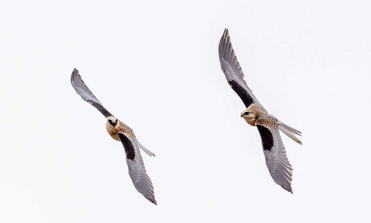 White-tailed Kite - Becky Matsubara