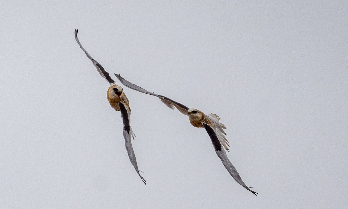 White-tailed Kite - Becky Matsubara