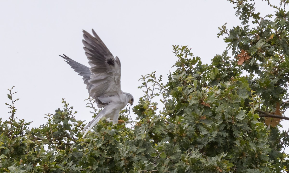 White-tailed Kite - ML250973141