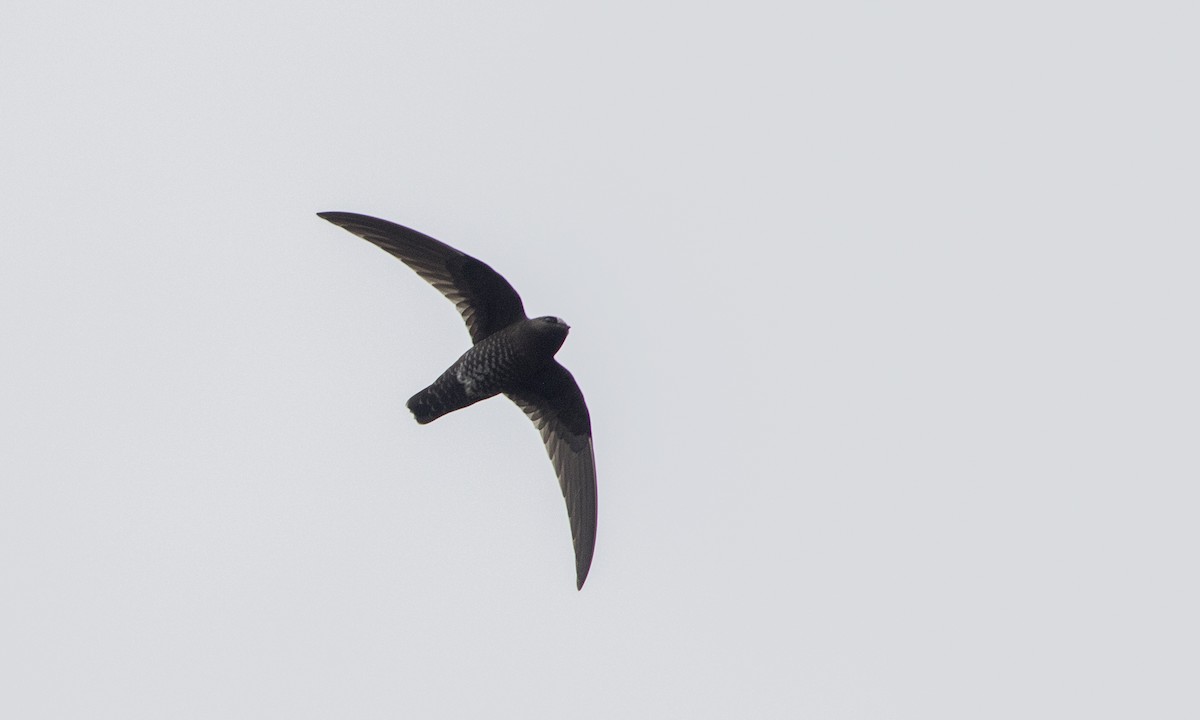 Black Swift - Zak Pohlen