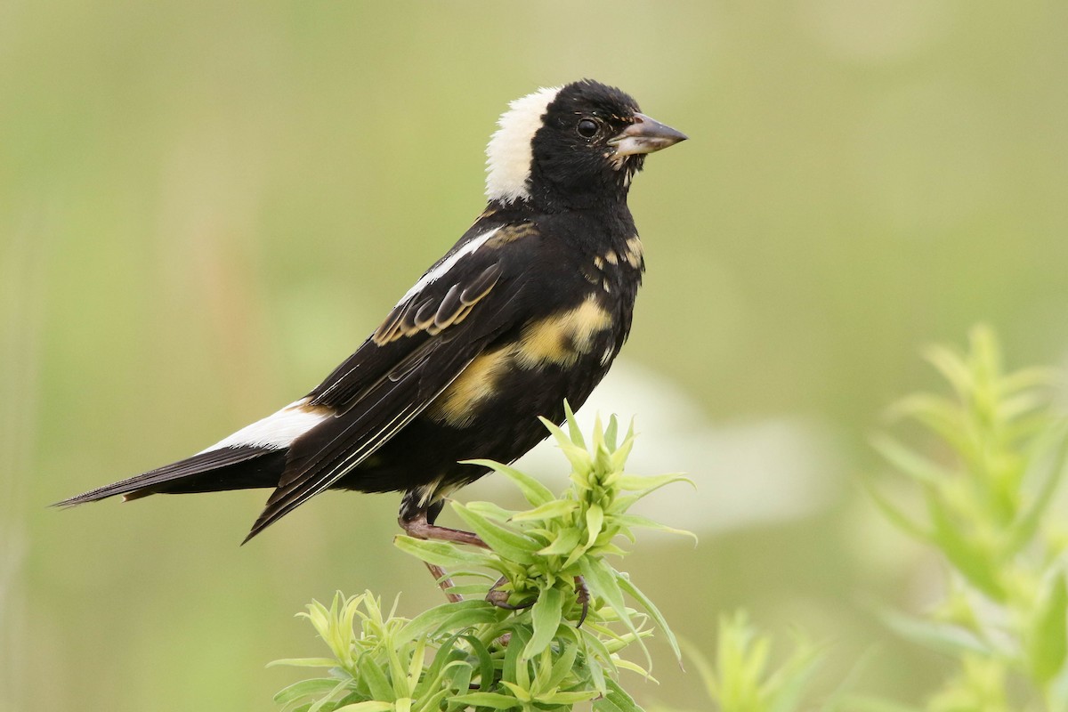 Bobolink - Benjamin Hack