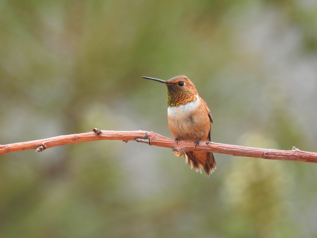 Rufous Hummingbird - Jay Follett