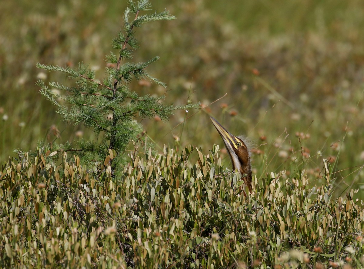 American Bittern - ML250975211