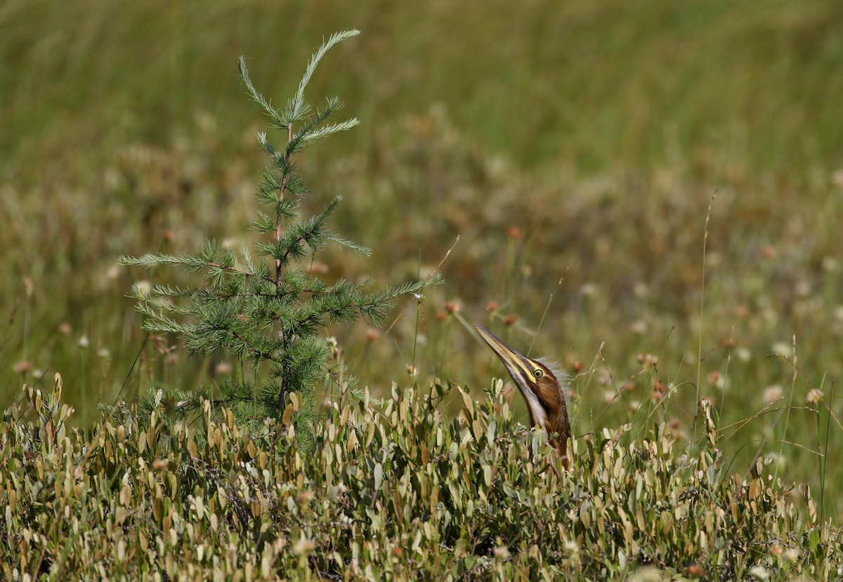 American Bittern - ML250975321