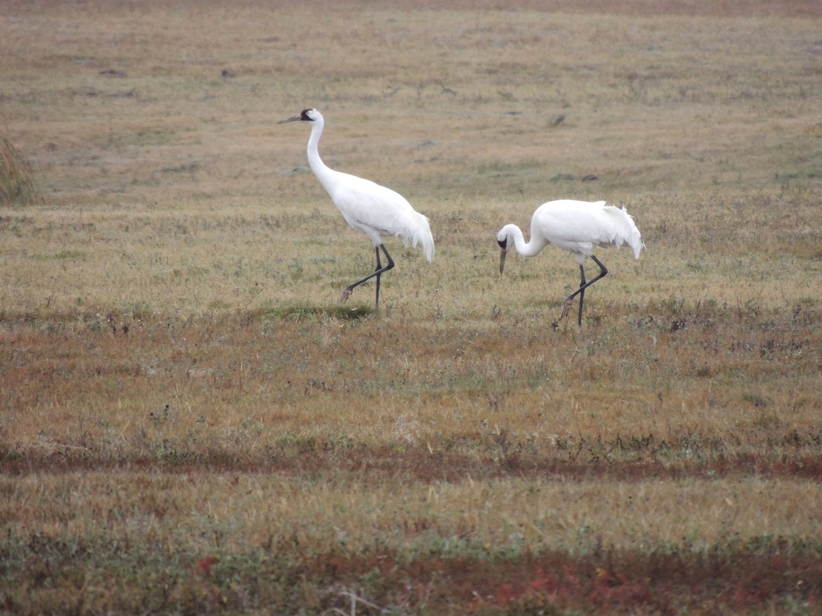 Whooping Crane - ML25097541