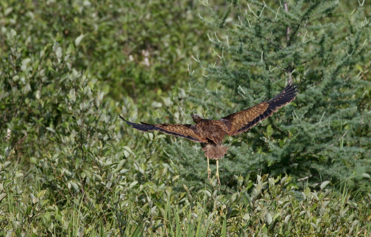 American Bittern - ML250975471