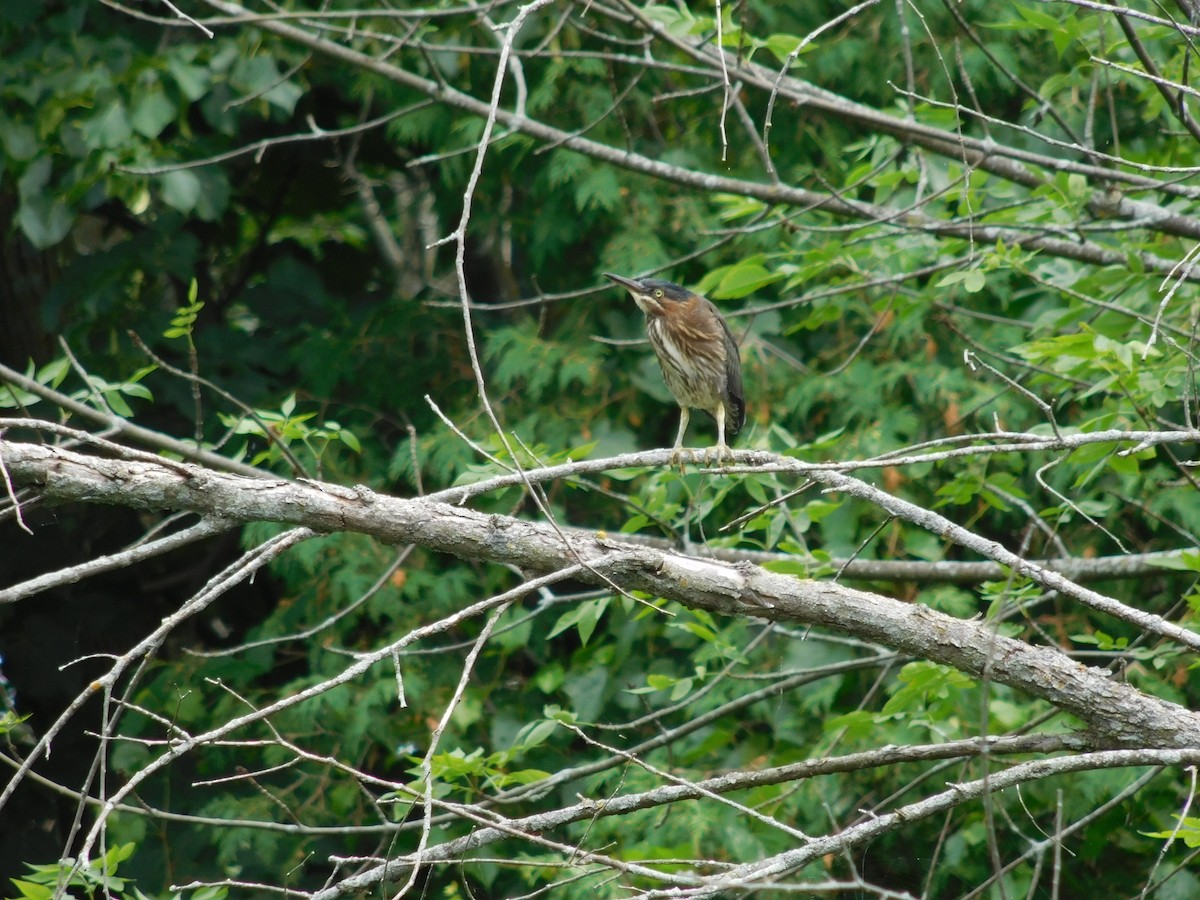 Green Heron - ML250975711