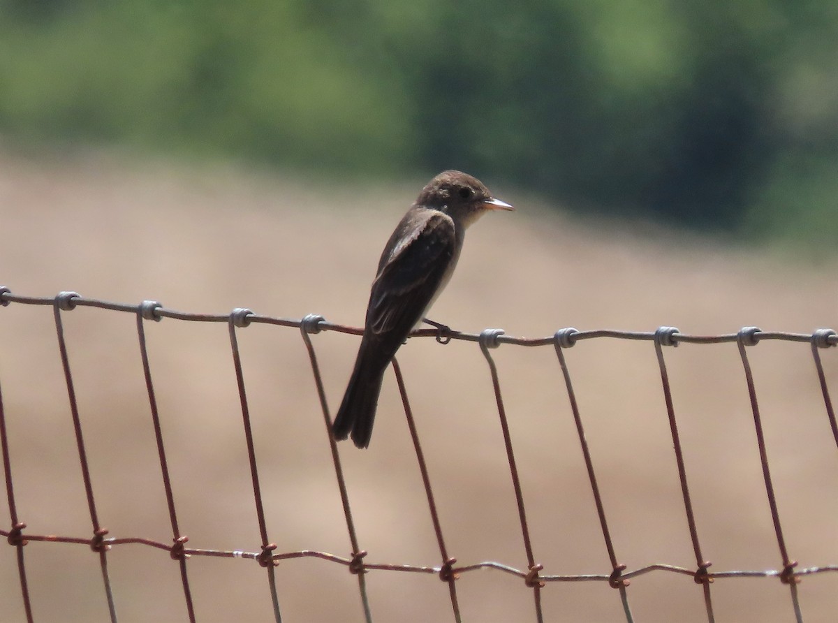 Western Wood-Pewee - ML250976791