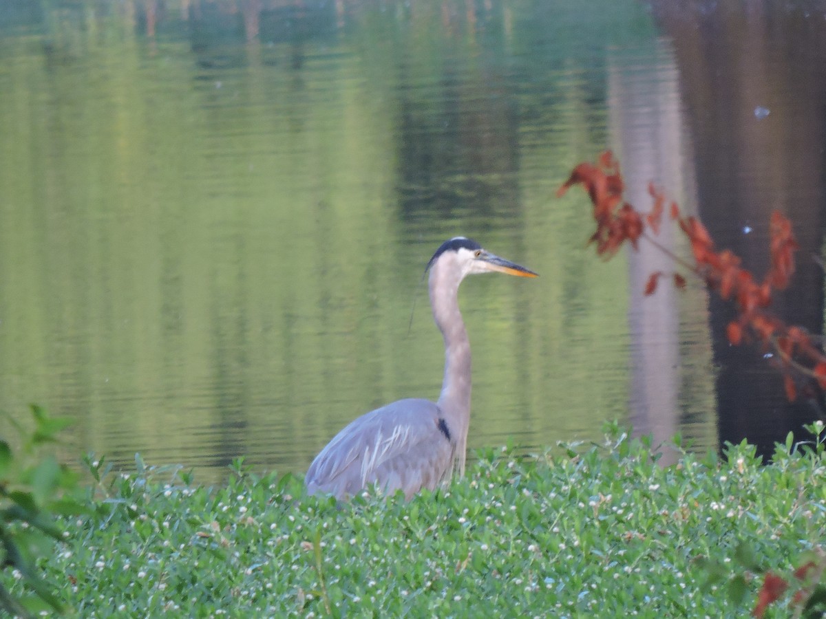 Great Blue Heron - ML250979271