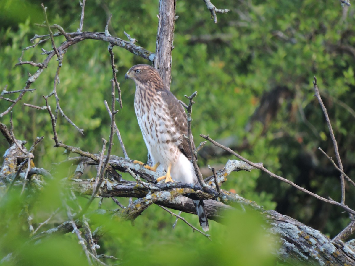 Cooper's Hawk - Dianne Duke