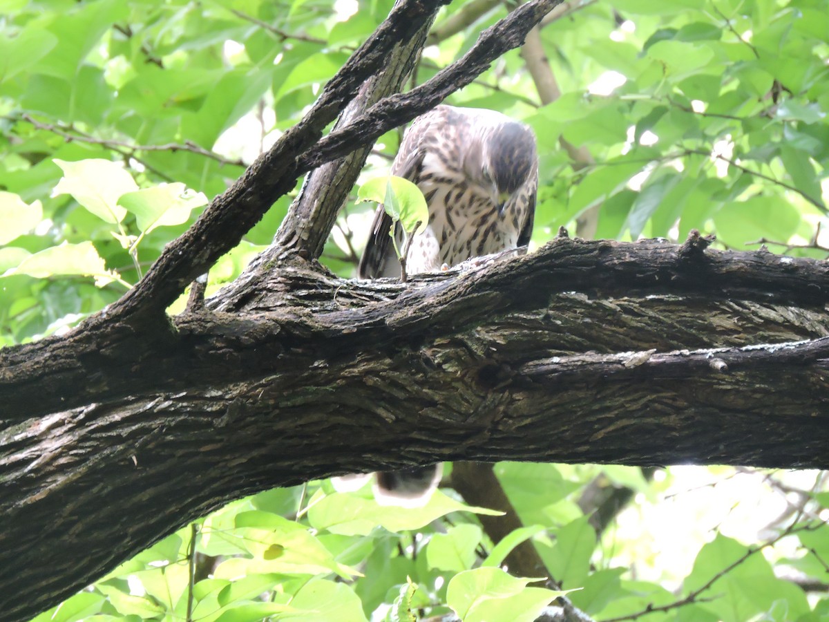 Cooper's Hawk - ML250980201