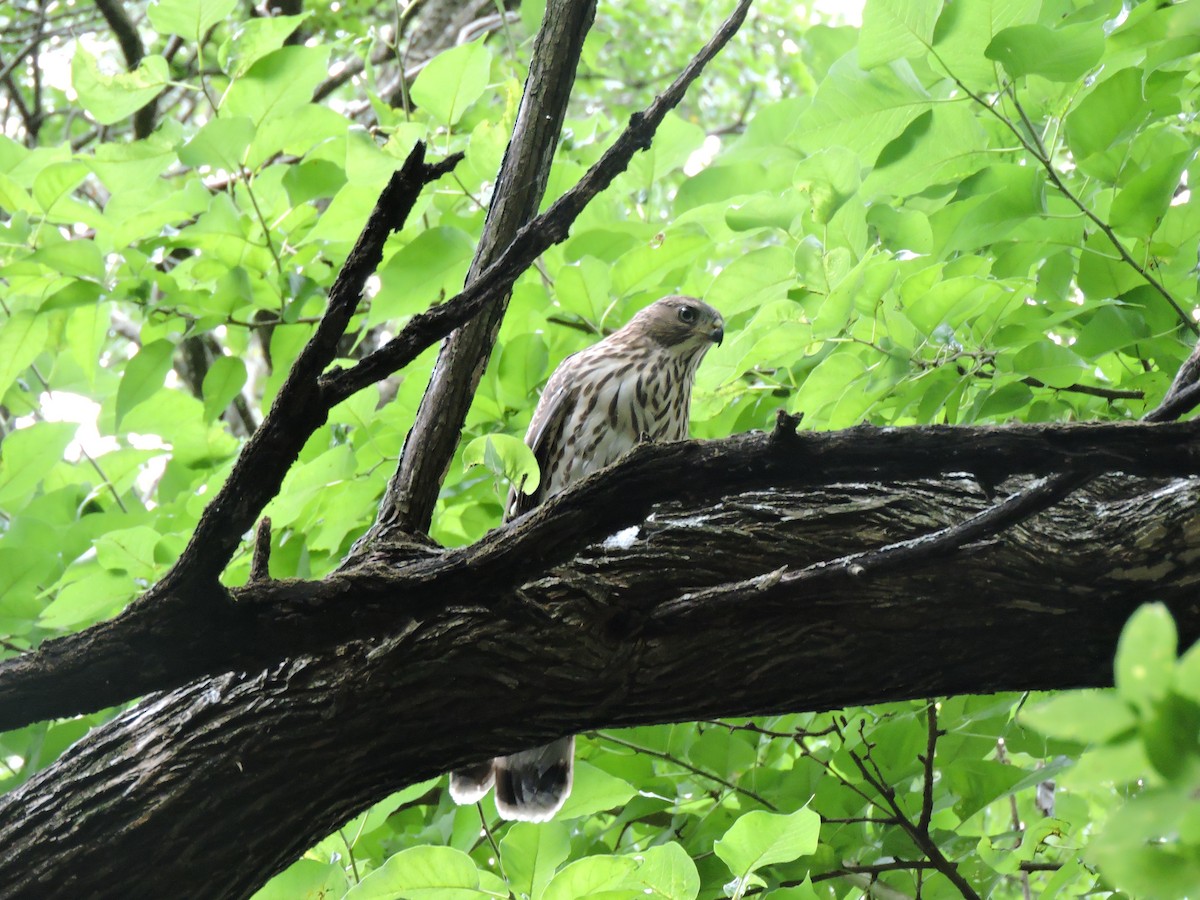 Cooper's Hawk - Dianne Duke