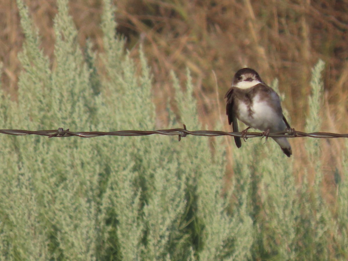 Bank Swallow - ML250981921