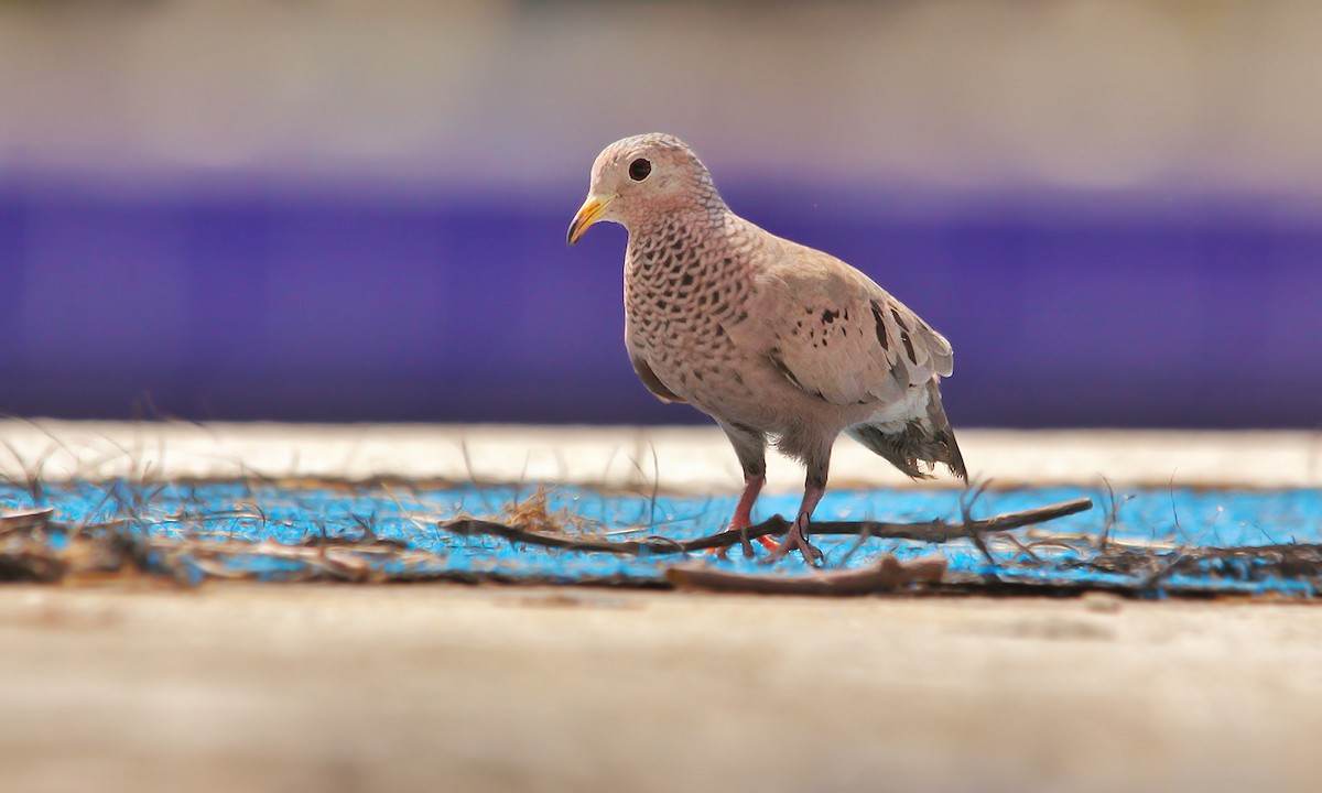 Common Ground Dove - ML250985891