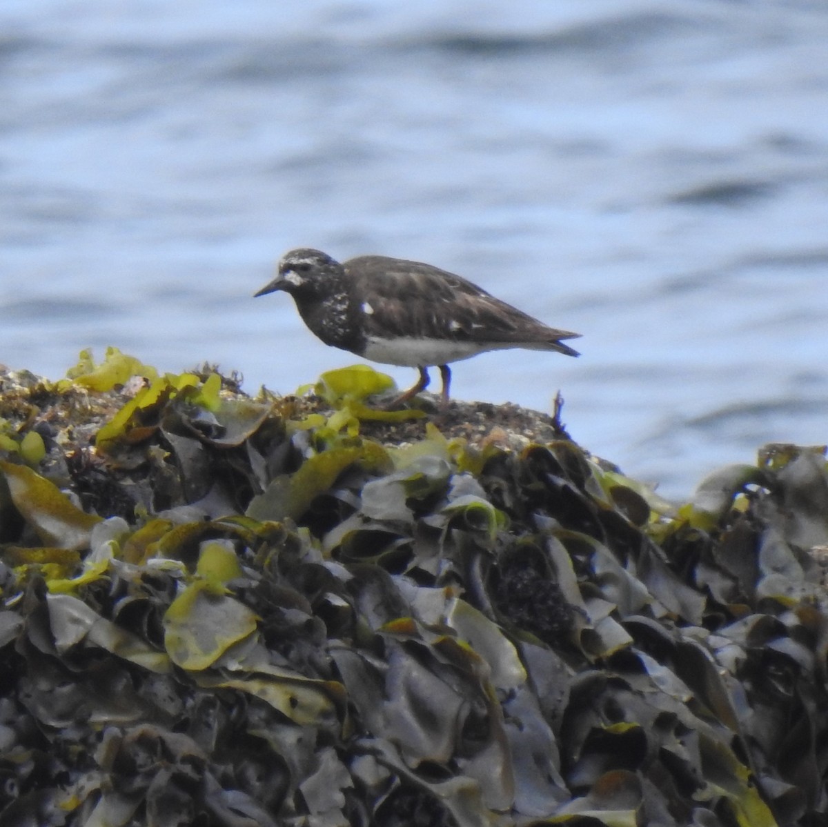 Black Turnstone - ML250986081