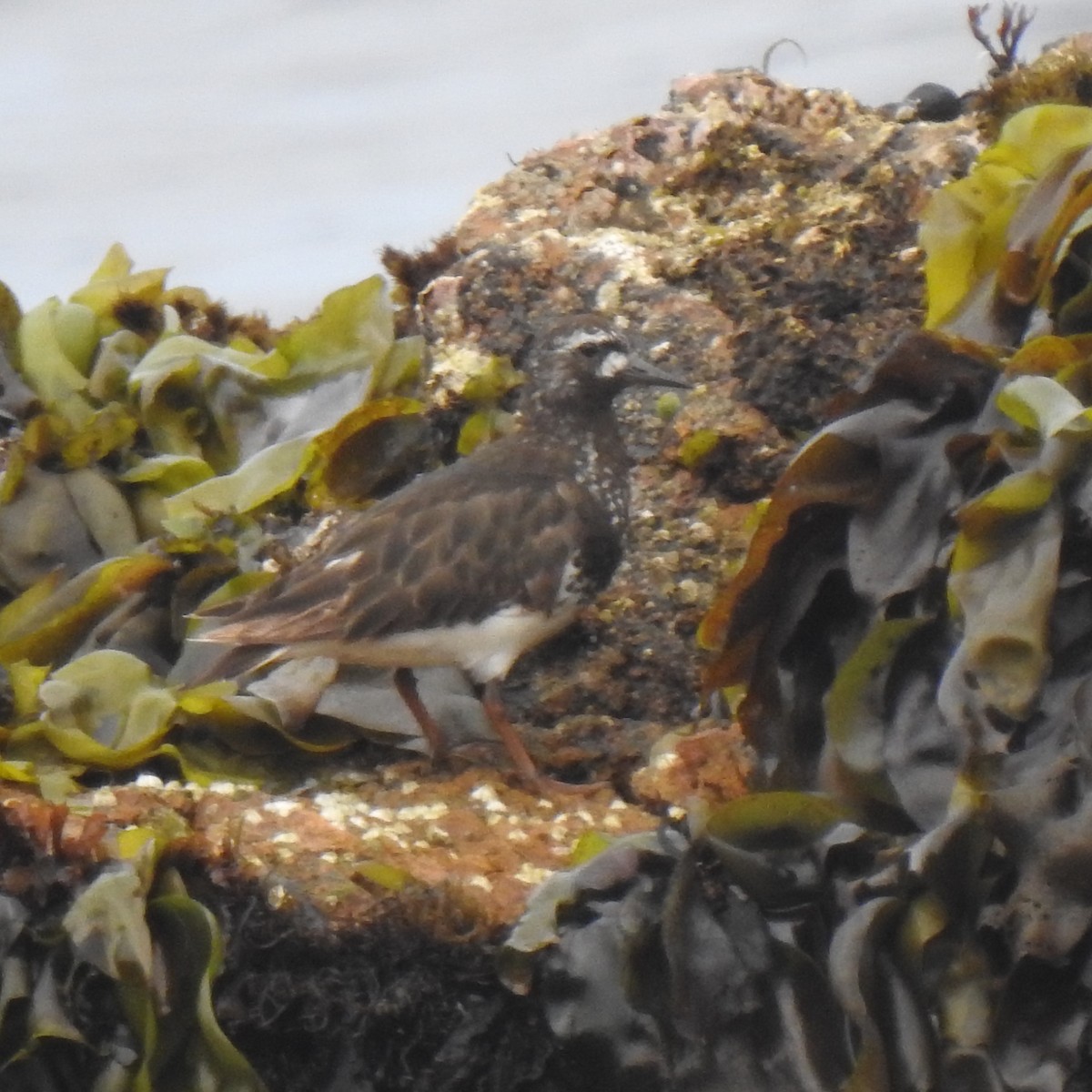 Black Turnstone - ML250986091