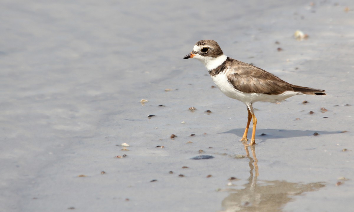 Semipalmated Plover - ML250986231