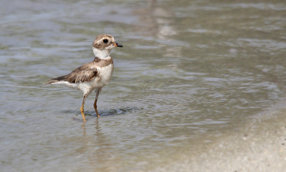 Semipalmated Plover - ML250986241