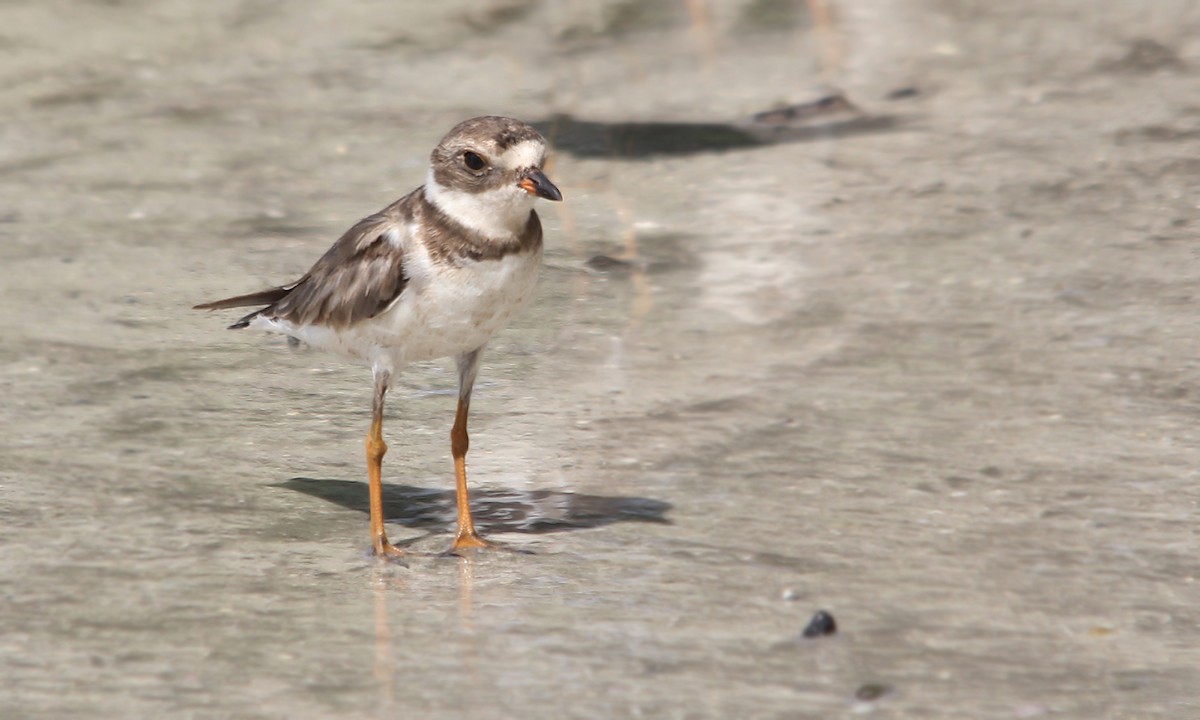 Semipalmated Plover - ML250986281