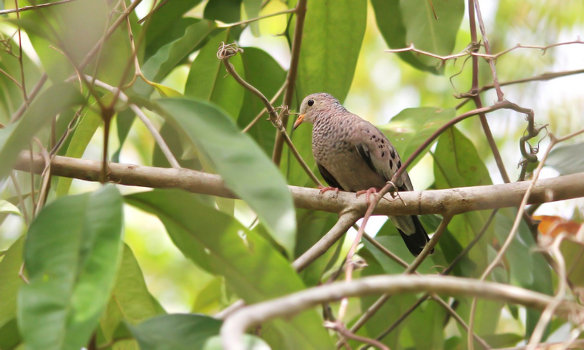 Common Ground Dove - ML250986521