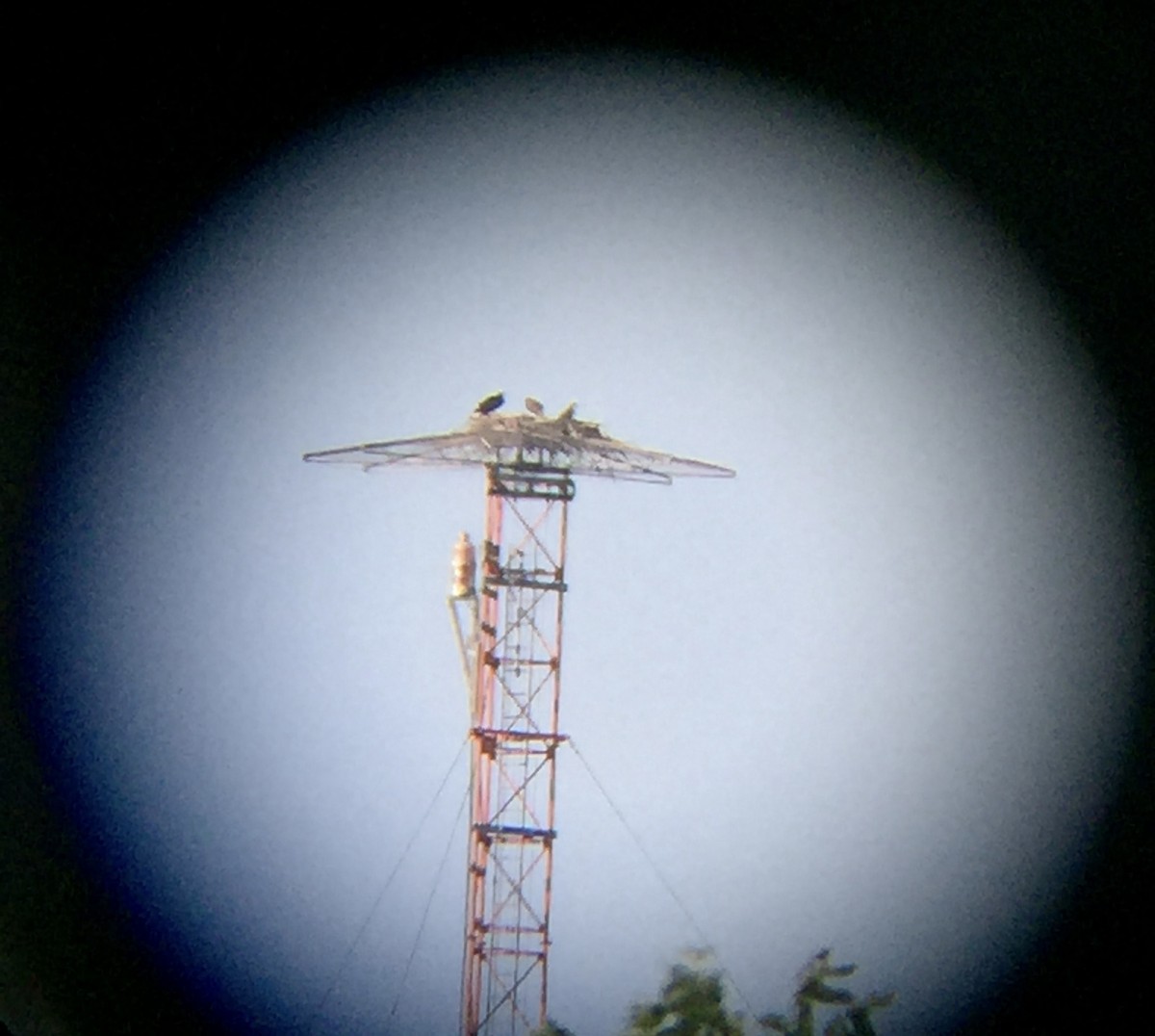 Osprey (carolinensis) - ML250987521