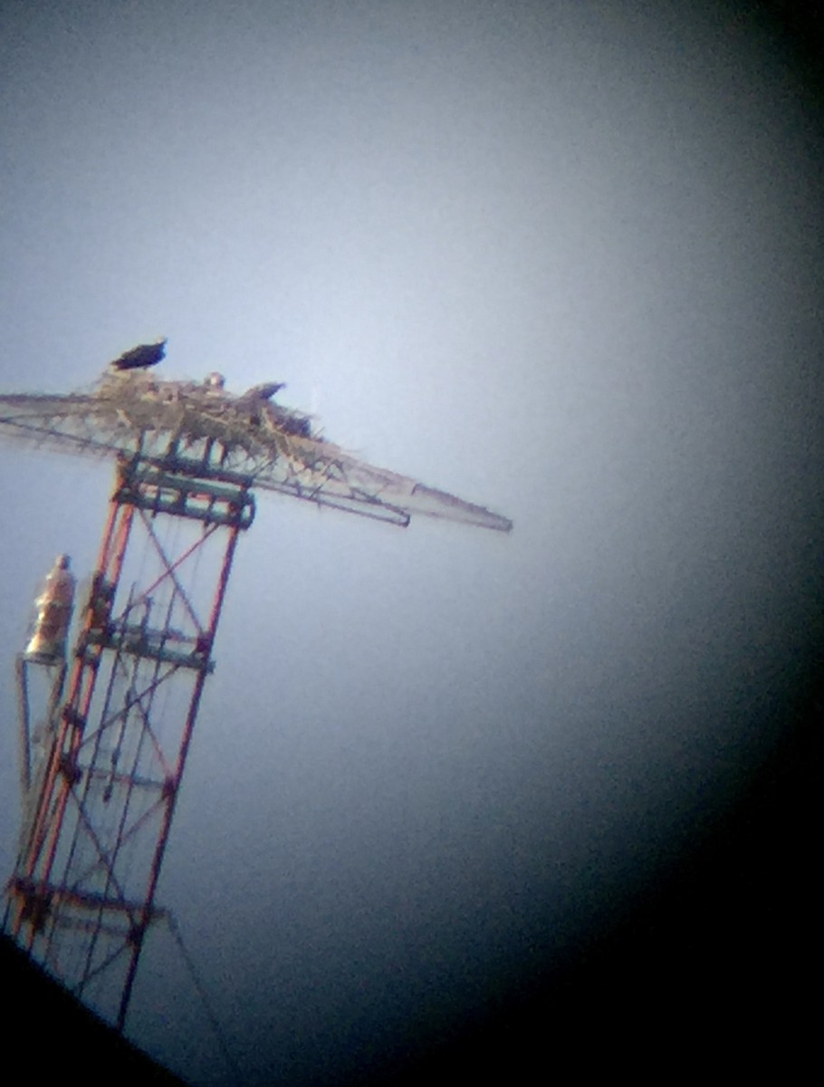 Osprey (carolinensis) - ML250987531