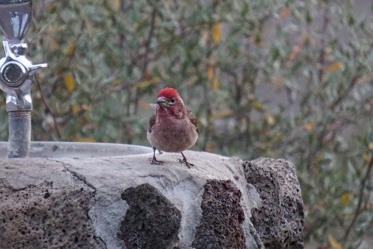 Cassin's Finch - ML250987691