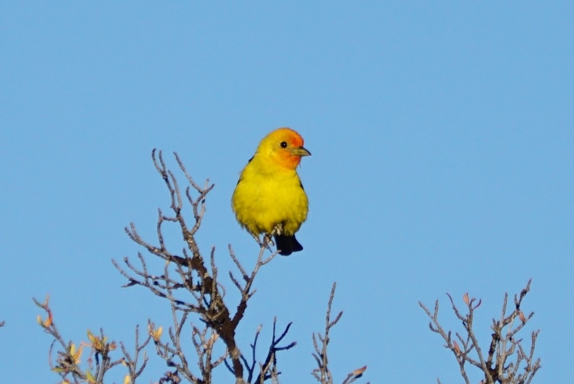 Western Tanager - ML250987721