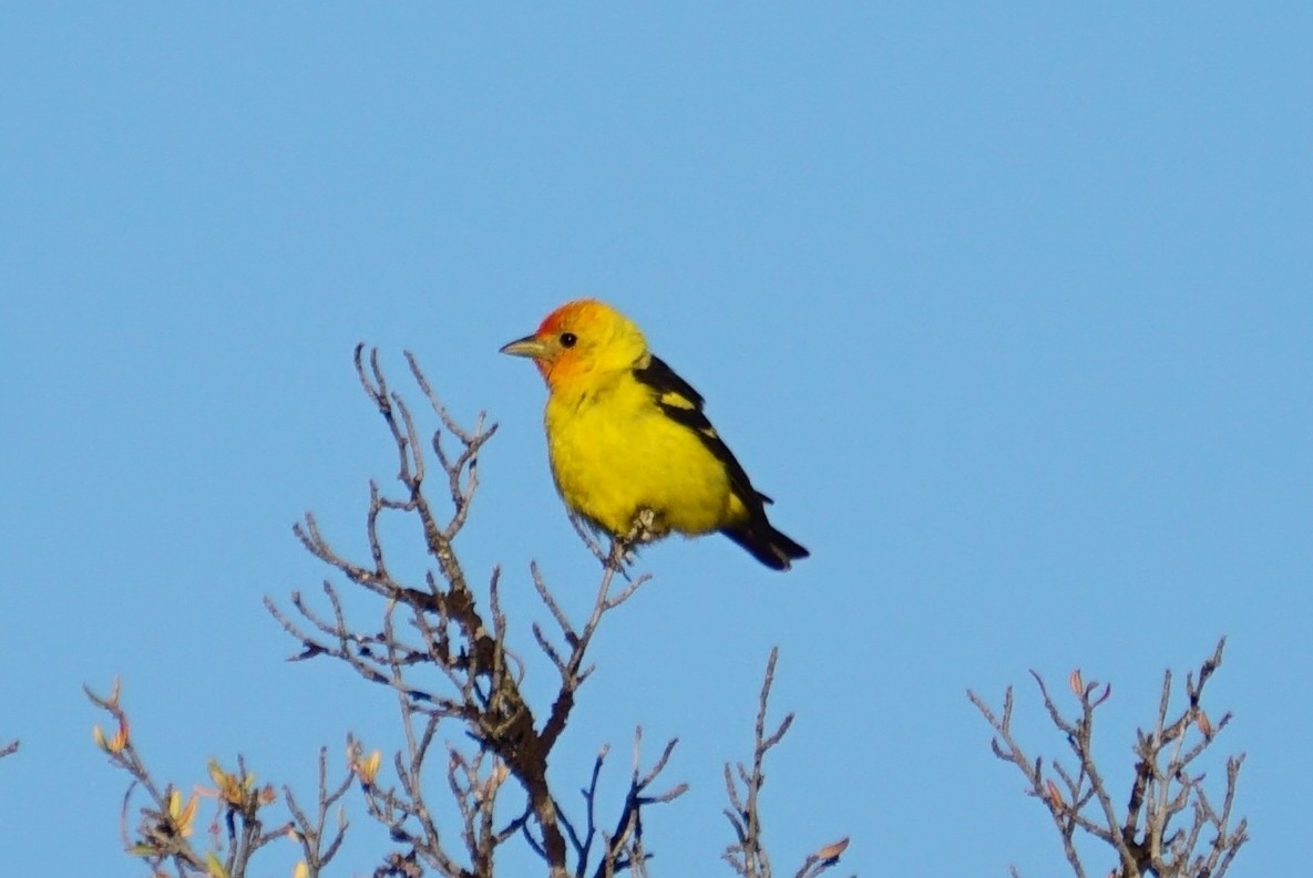 Western Tanager - ML250987751