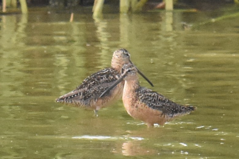 Long-billed Dowitcher - ML250988491