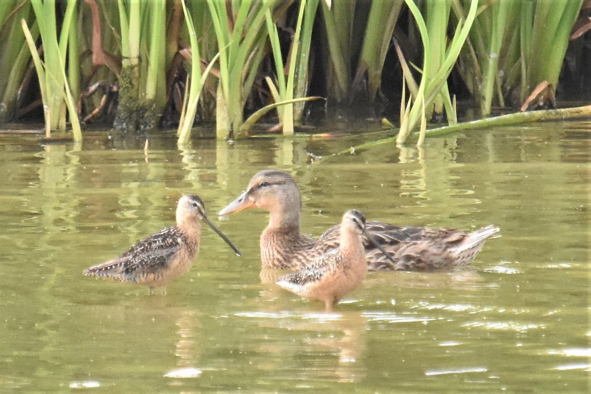 Long-billed Dowitcher - ML250988731