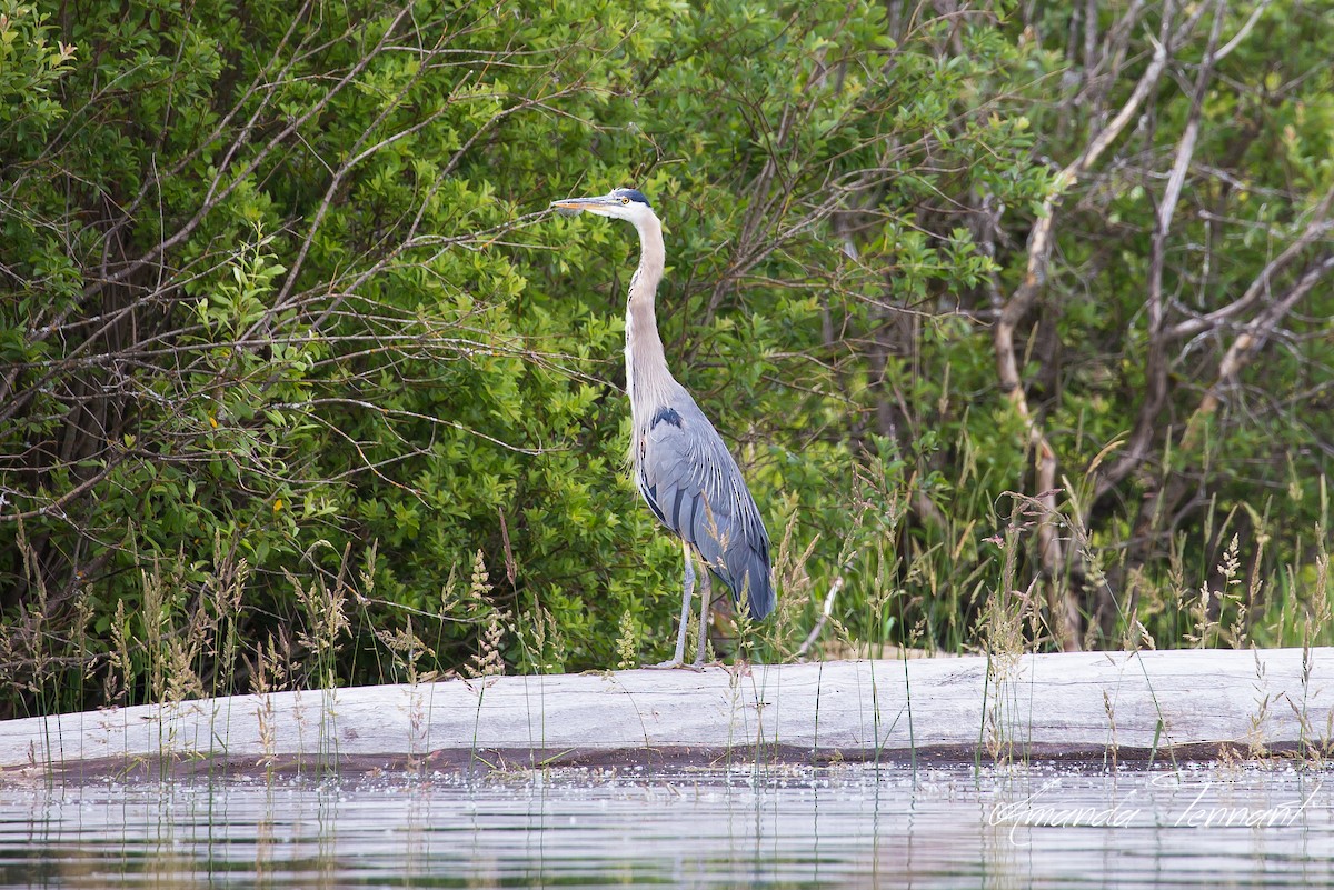 Great Blue Heron - ML250991121