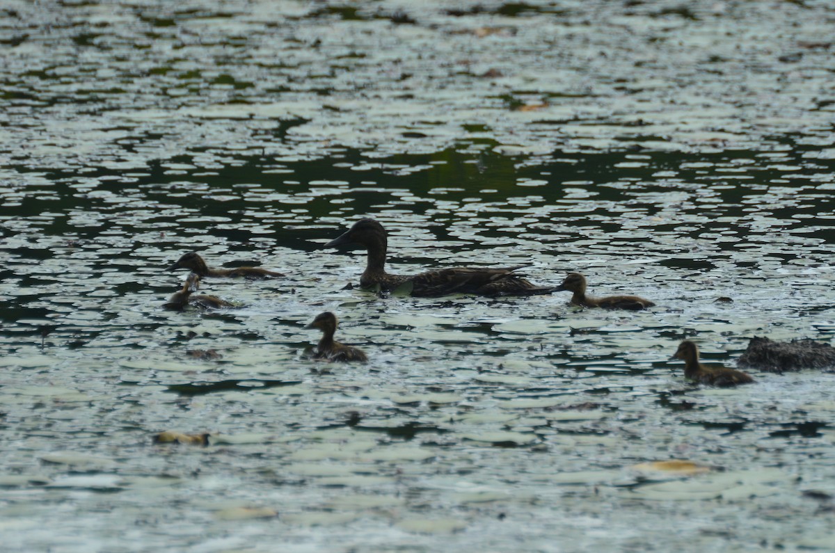 Canard colvert - ML250991371