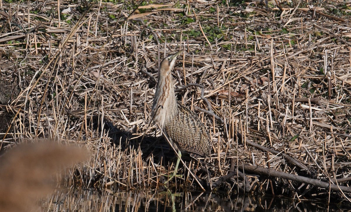 Great Bittern - Fumihiro SEMBA