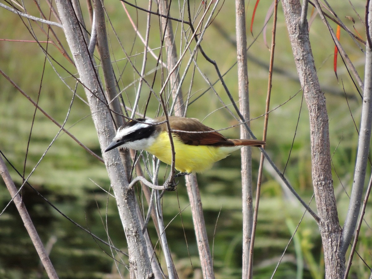 Great Kiskadee - ML25099261