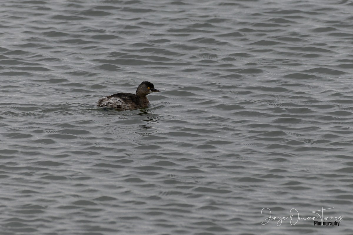 Least Grebe - Jorge Omar Torres