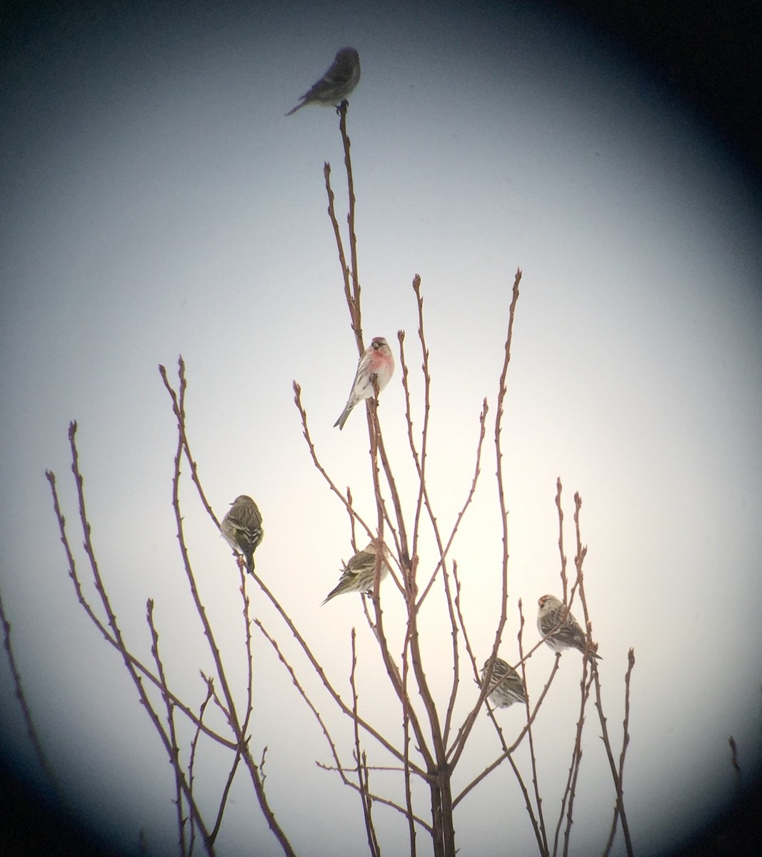 Common Redpoll - ML25099311