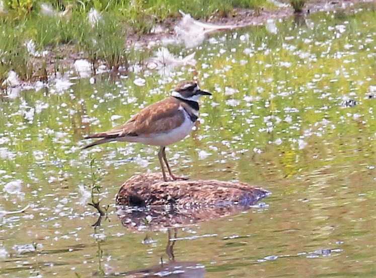 Killdeer - ML250993151