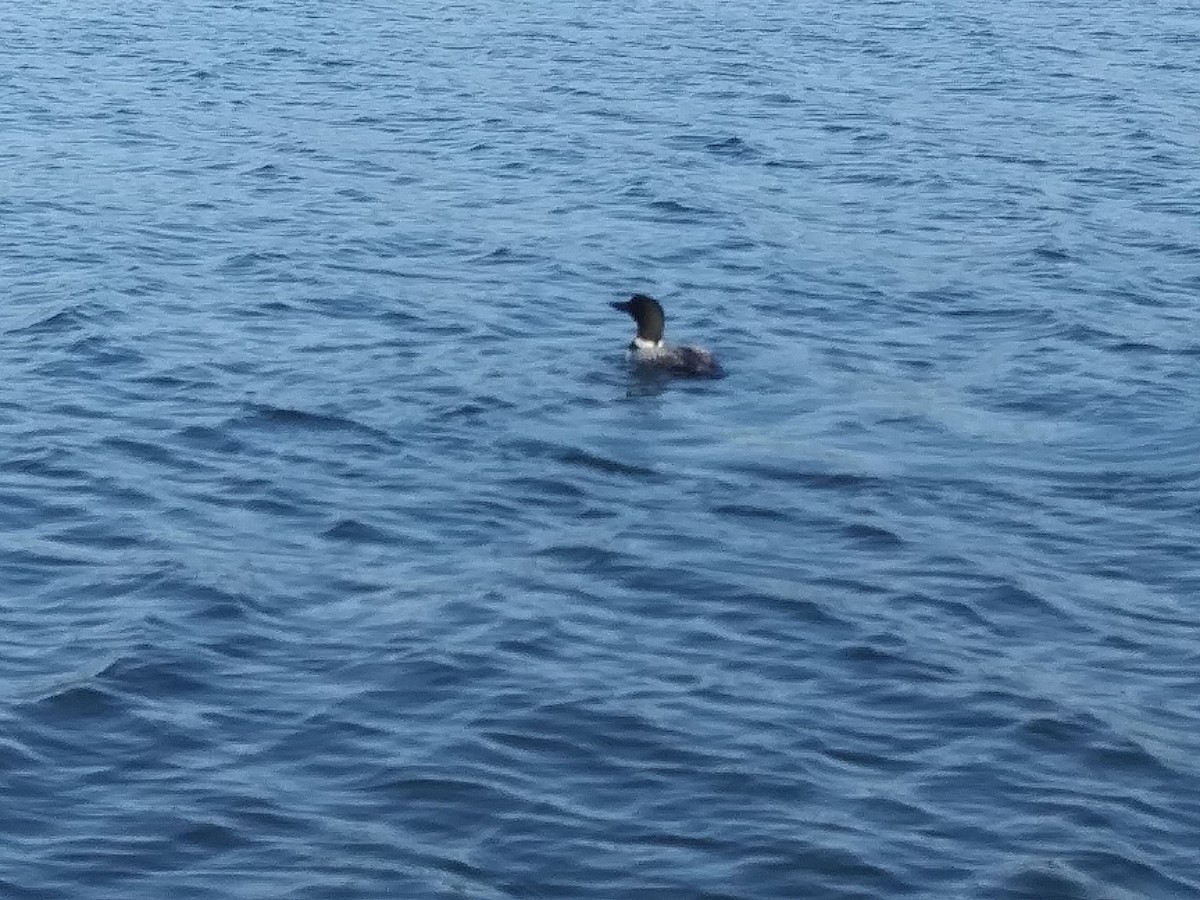 Common Loon - ML250993161