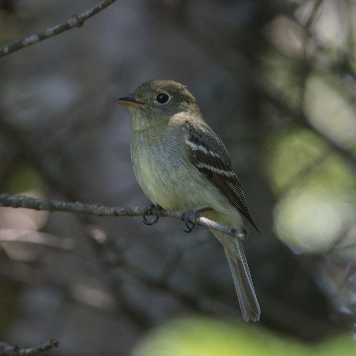 Yellow-bellied Flycatcher - ML250993331