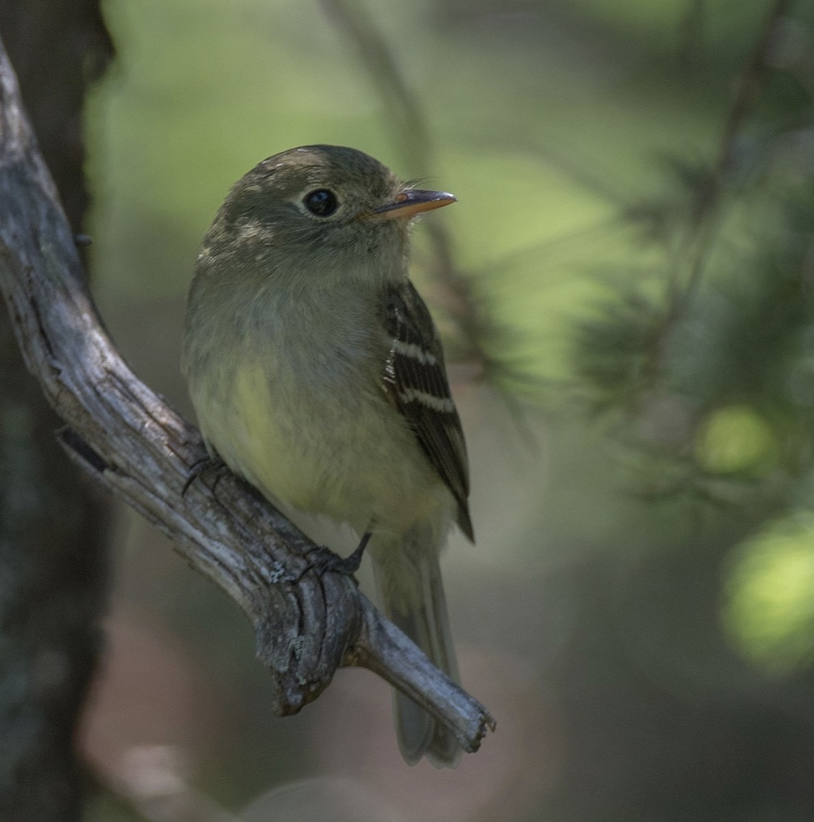 Yellow-bellied Flycatcher - ML250993341