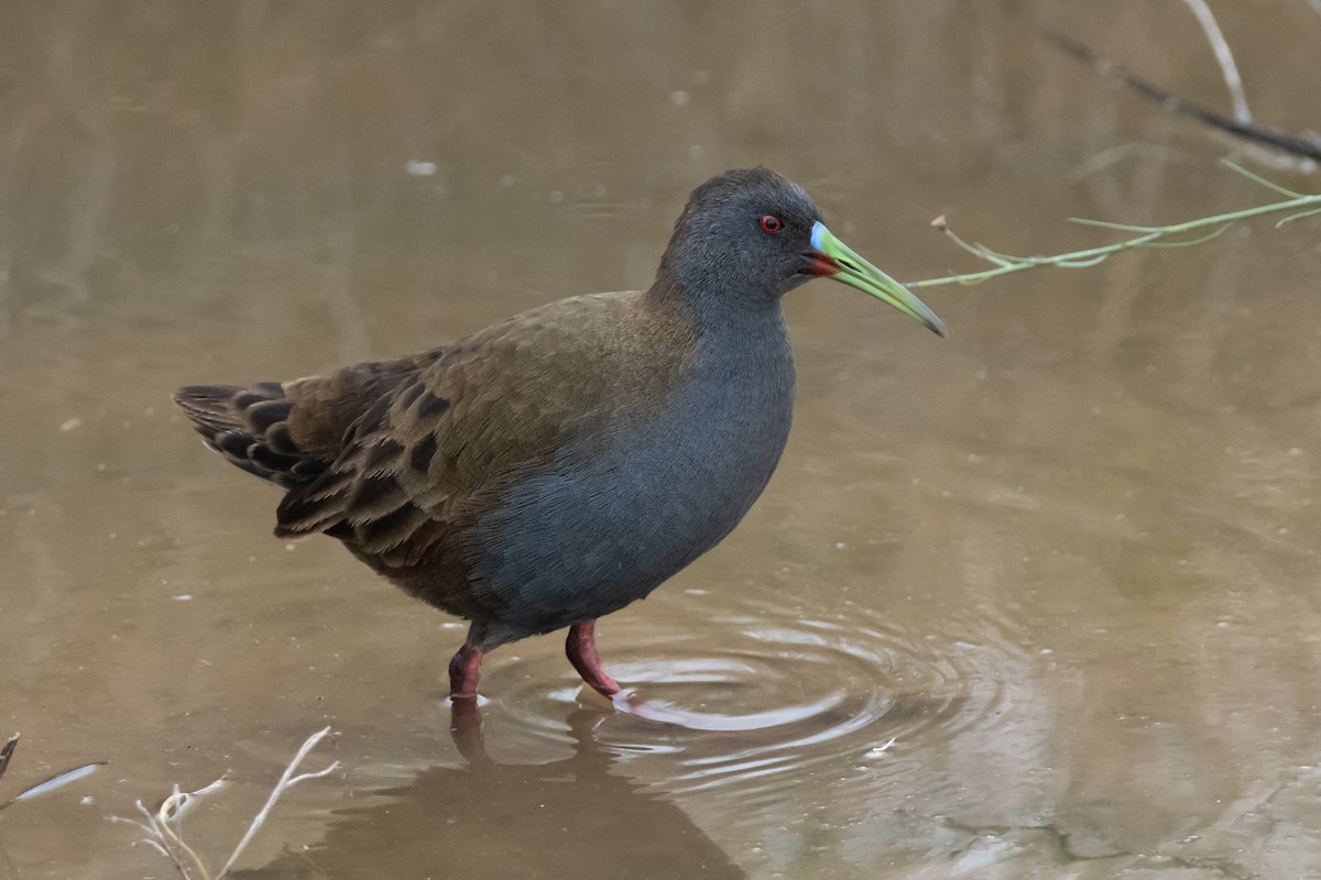 Plumbeous Rail - ML250993731