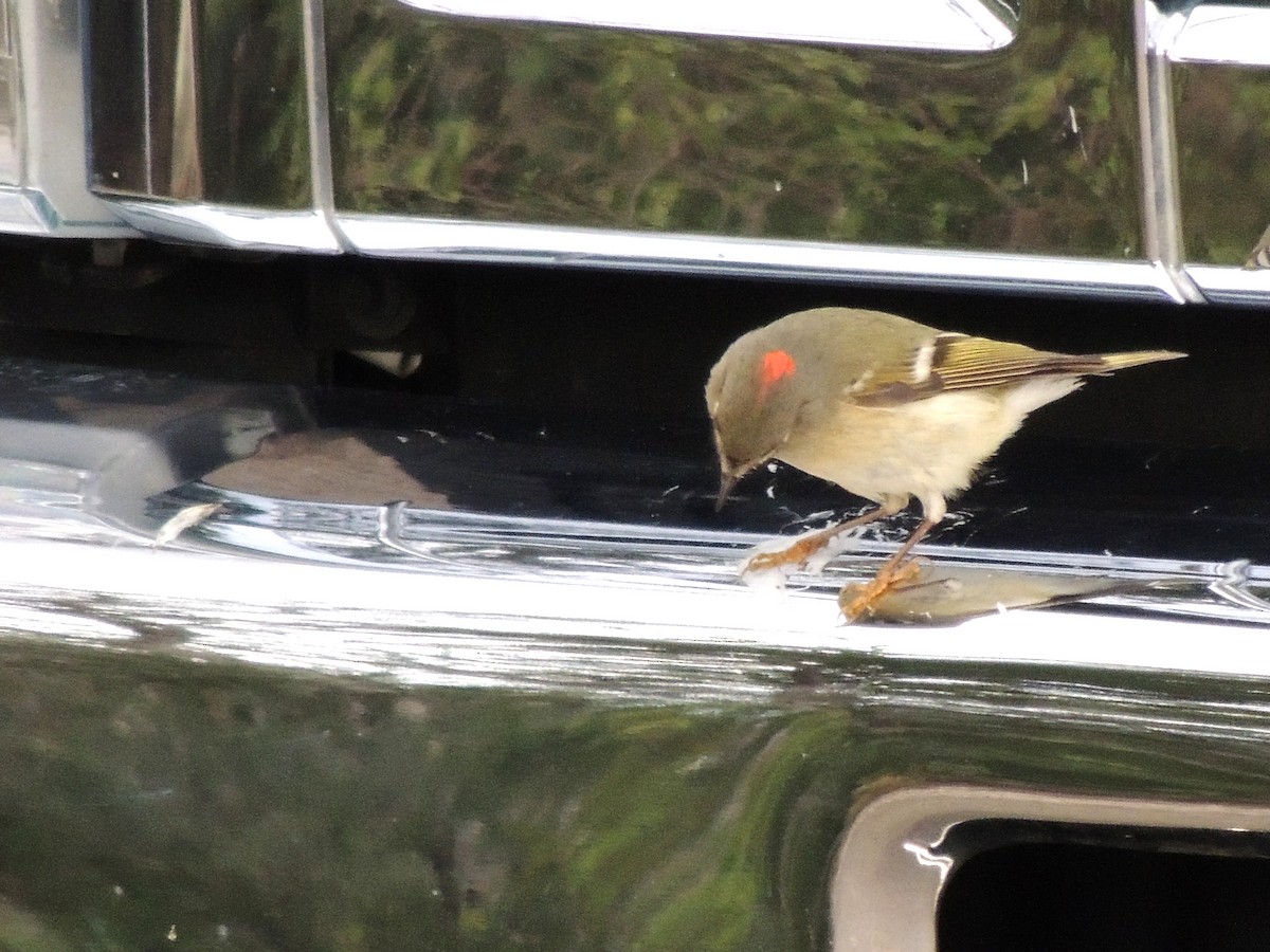 Ruby-crowned Kinglet - Cyndy Simer