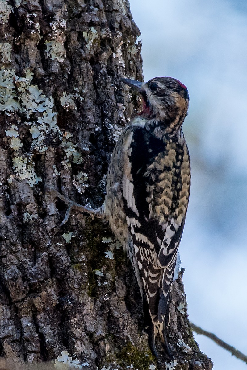 Yellow-bellied Sapsucker - ML25099501