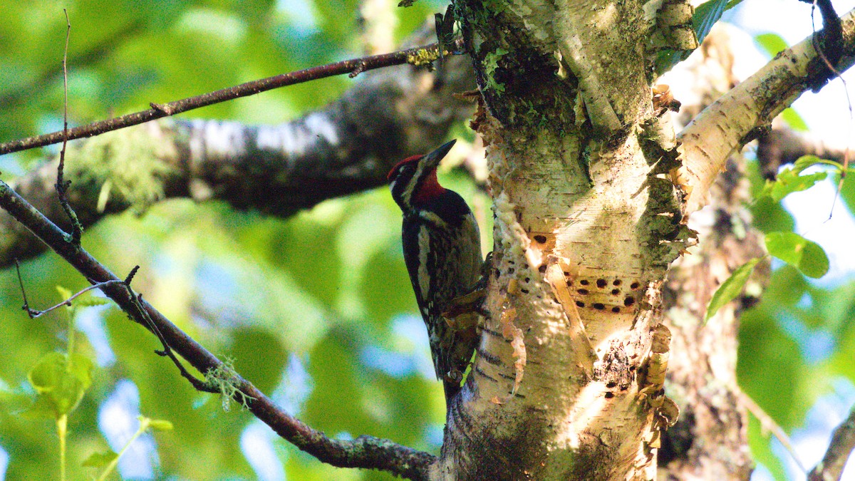 Yellow-bellied Sapsucker - ML250998101