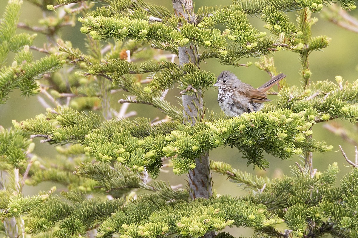 Fox Sparrow - ML250998151