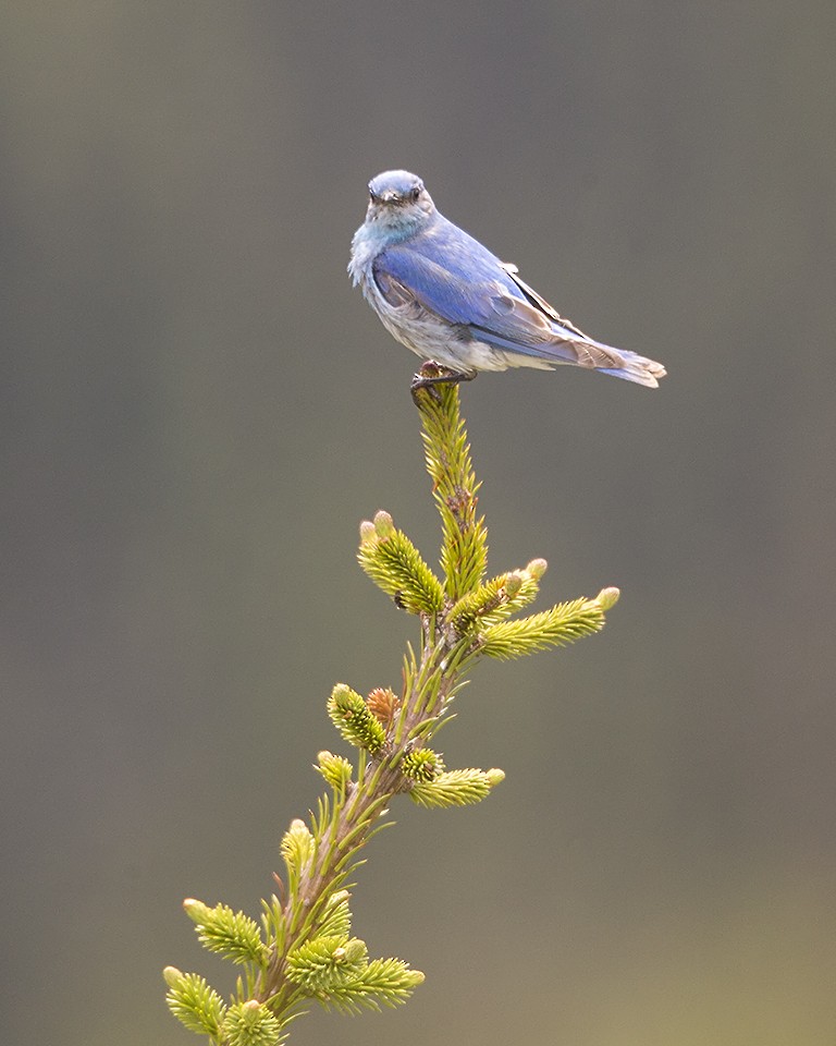 Mountain Bluebird - ML250998211