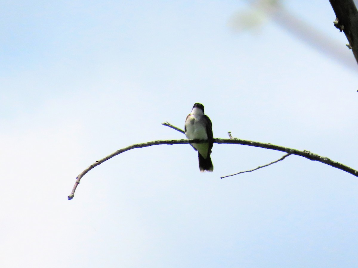 Eastern Kingbird - ML250998281