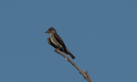 Olive-sided Flycatcher - ML251000061