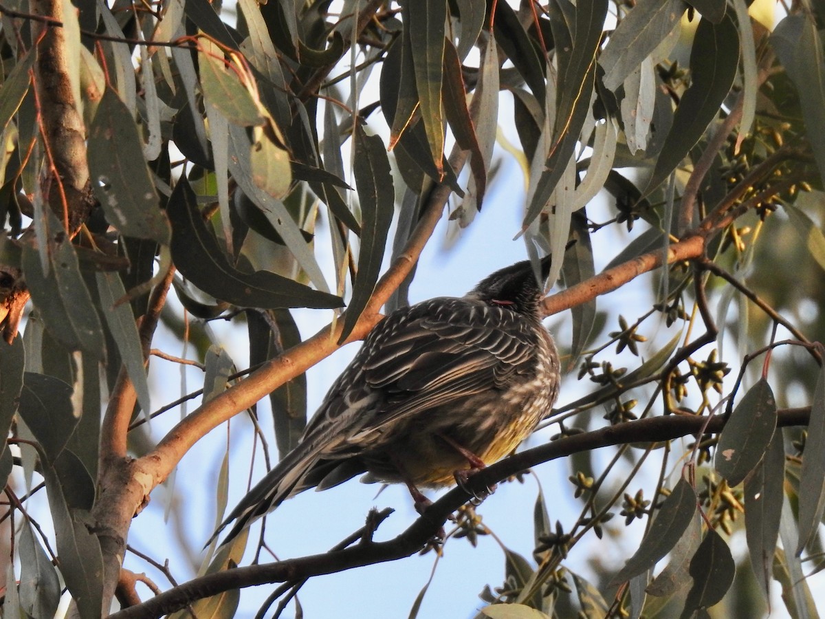 Red Wattlebird - ML251000411